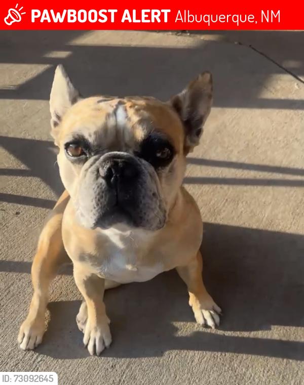 Lost Female Dog last seen Central & coors, Albuquerque, NM 87121