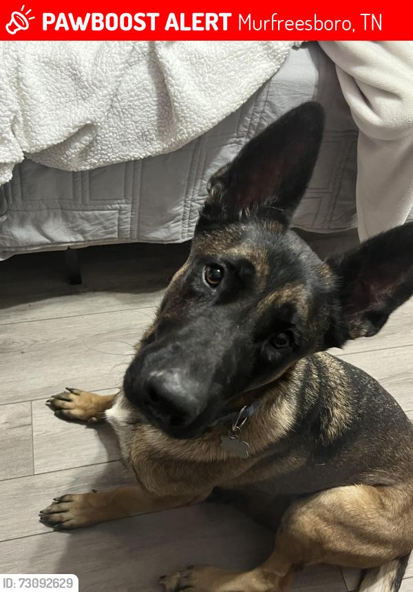Lost Male Dog last seen Shelton square, heather wood subdivision, Murfreesboro, TN 37129