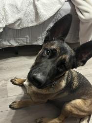 Lost Male Dog last seen Shelton square, heather wood subdivision, Murfreesboro, TN 37129