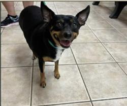 Reunited Female Dog last seen Pineapple Ave, Melbourne, FL 32935