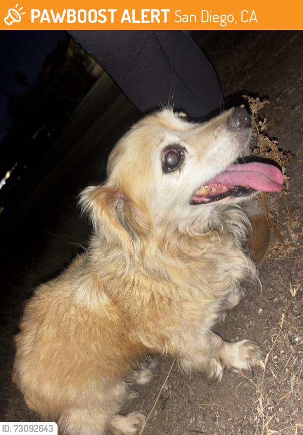 Found/Stray Unknown Dog last seen Brooklyn avenue, San Diego, CA 92114