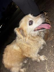 Found/Stray Unknown Dog last seen Brooklyn avenue, San Diego, CA 92114