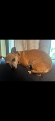 Reunited Female Dog last seen NW 54th Pl & NW 55 Ave, Ocala, FL 34482