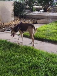 Reunited Female Dog last seen Between Kirby and 146, El Lago, TX 77586