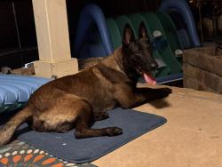 Reunited Male Dog last seen Ray white rd and beach street, Fort Worth, TX 76244