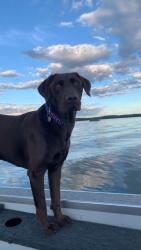 Lost Male Dog last seen Near Thomas Ave S Bloomington MN, Minneapolis, MN 55431