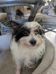 Lost Male Dog last seen Mutter and Cambria, Philadelphia, PA 19133