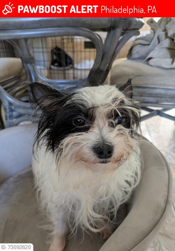 Lost Male Dog last seen Mutter and Cambria, Philadelphia, PA 19133