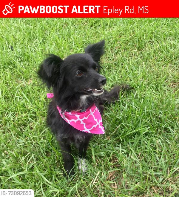 Lost Female Dog last seen Whistlestop, Epley Rd, MS 39402