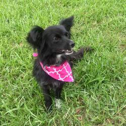 Lost Female Dog last seen Whistlestop, Epley Rd, MS 39402