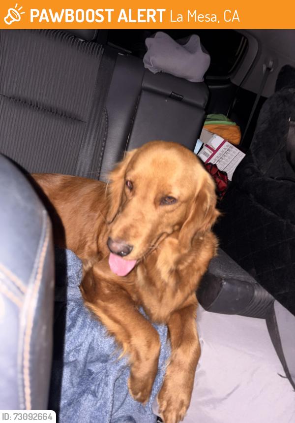 Found/Stray Unknown Dog last seen Near fuerte dr, La Mesa, CA 91941