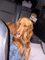 Found/Stray Unknown Dog last seen Near fuerte dr, La Mesa, CA 91941