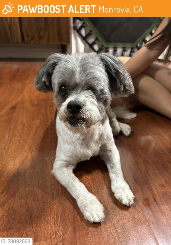 Found/Stray Unknown Dog last seen Monterey & Huntington, Monrovia, Monrovia, CA 91016