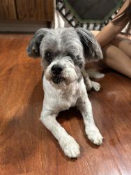 Found/Stray Unknown Dog last seen Monterey & Huntington, Monrovia, Monrovia, CA 91016