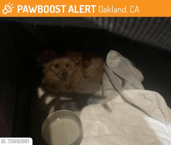 Found/Stray Unknown Dog last seen in someone elses car, Oakland, CA 94602