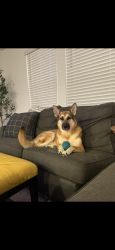 Lost Female Dog last seen Vollmer, Colorado Springs, CO 80908