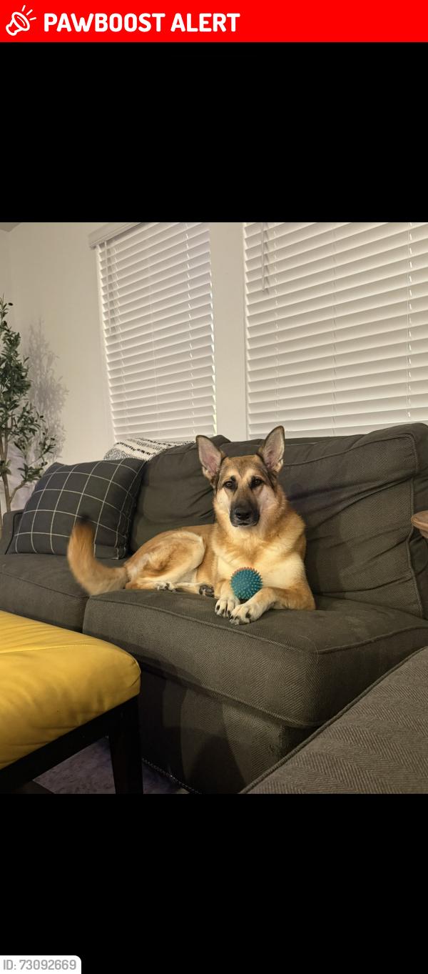 Lost Female Dog last seen Vollmer, Colorado Springs, CO 80908