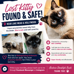 Found/Stray Female Cat last seen Lake Mead in Hollywood Boulevard, Sunrise Manor, NV 89156