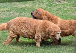 Reunited Male Dog last seen Laurelbrook Community near Hopewell Church Road, Lake Norman of Catawba, NC 28673