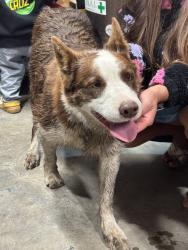 Lost Female Dog last seen Fremont blvd, Fremont, CA 94538
