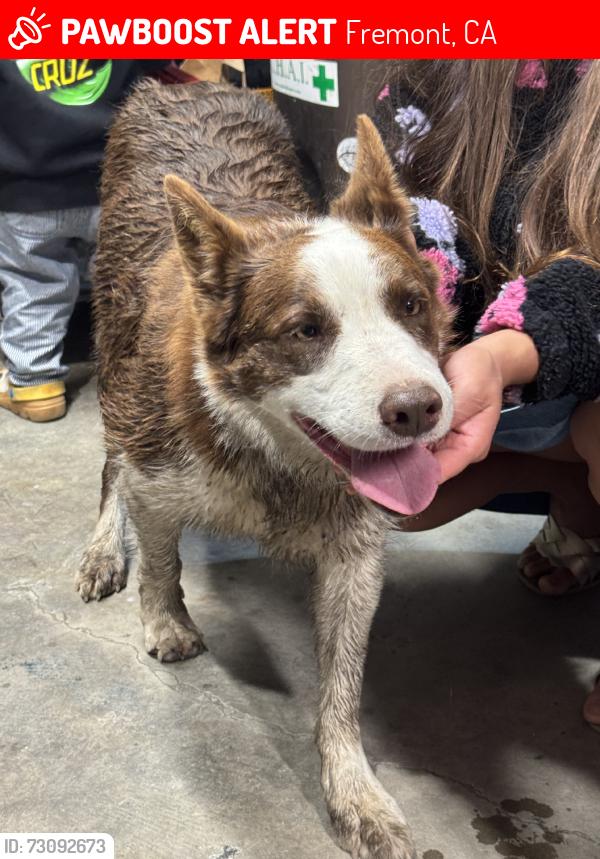 Lost Female Dog last seen Fremont blvd, Fremont, CA 94538