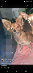 Lost Female Dog last seen 25th and Golden street, was told someone seen a small dog run towards dornwood, Topeka, KS 66605