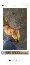 Found/Stray Female Dog last seen Circle k from valencia road and S swan, Tucson, AZ 85706