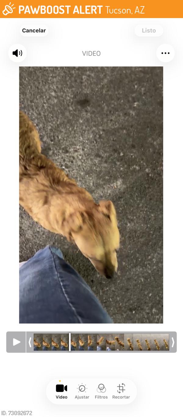 Found/Stray Female Dog last seen Circle k from valencia road and S swan, Tucson, AZ 85706