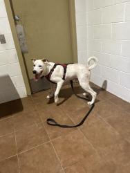 Reunited Male Dog last seen Near Chandler Dr, Baytown, TX 77521, USA, Baytown, TX 77521