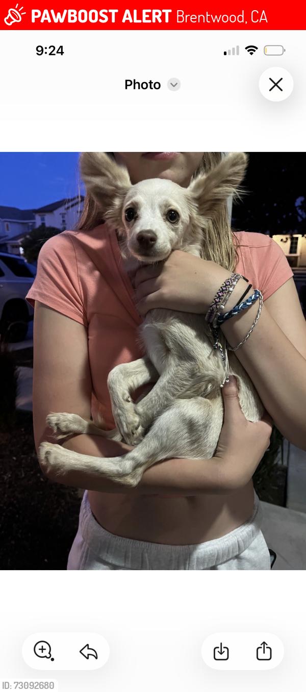 Lost Male Dog last seen Sunset blvd & Garin Pkwy, Brentwood, CA 94513