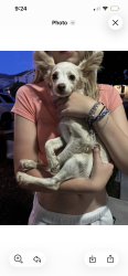 Lost Male Dog last seen Sunset blvd & Garin Pkwy, Brentwood, CA 94513