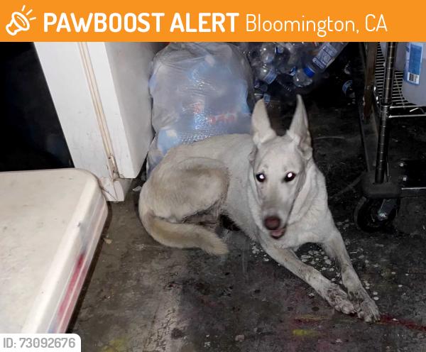 Found/Stray Female Dog last seen Magnolia/grove, Bloomington, CA 92316
