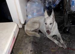 Found/Stray Female Dog last seen Magnolia/grove, Bloomington, CA 92316
