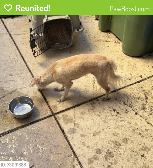 Reunited Female Dog last seen East Sand Creek Road and Garin Road, Brentwood, CA 94513