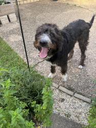 Lost Female Dog last seen Oakley Drive & Trudeau, Baton Rouge, LA 70806