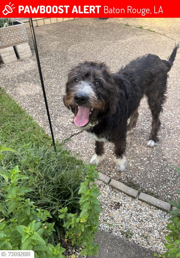 Lost Female Dog last seen Oakley Drive & Trudeau, Baton Rouge, LA 70806
