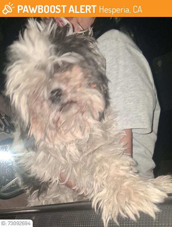 Found/Stray Unknown Dog last seen Ranchers and Oxford hesperia ca, Hesperia, CA 92345