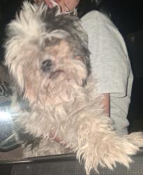 Found/Stray Unknown Dog last seen Ranchers and Oxford hesperia ca, Hesperia, CA 92345