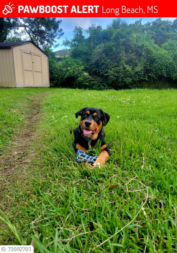 Lost Male Dog last seen Quarles elementary, Long Beach, MS 39560