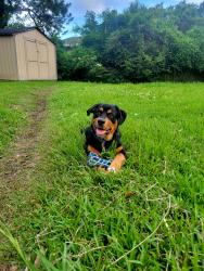 Lost Male Dog last seen Quarles elementary, Long Beach, MS 39560