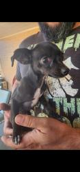 Lost Female Dog last seen 59th ave & Olive, Glendale, AZ 85302
