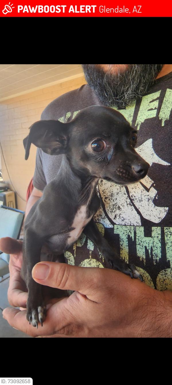 Lost Female Dog last seen 59th ave & Olive, Glendale, AZ 85302