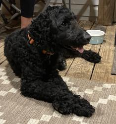 Reunited Male Dog last seen Downtown Walkertown, Walkertown, NC 27051