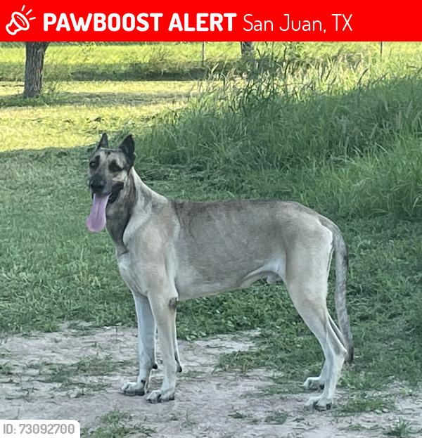 Lost Male Dog last seen Owassa Raúl longoria and Cesar Chavez, San Juan, TX 78589