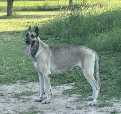 Lost Male Dog last seen Owassa Raúl longoria and Cesar Chavez, San Juan, TX 78589