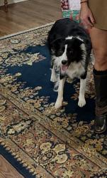 Reunited Female Dog last seen Near Canadian Dr, Scroggins, TX 75480