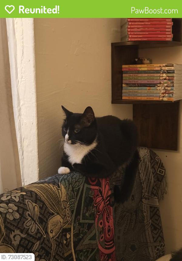 Reunited Female Cat last seen Near Dromore Crescent, North York, ON M2R 2H5, Canada, Toronto, ON M2R 2H5