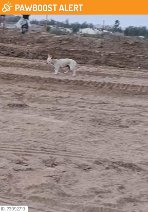 Found/Stray Unknown Dog last seen Leon and Simpson rd Winchester ca, Riverside County, CA 92596