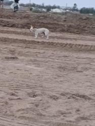 Found/Stray Unknown Dog last seen Leon and Simpson rd Winchester ca, Riverside County, CA 92596