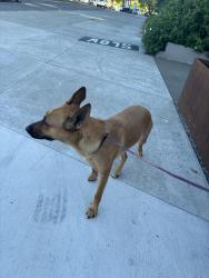 Found/Stray Female Dog last seen judkins park, Seattle, WA 98113